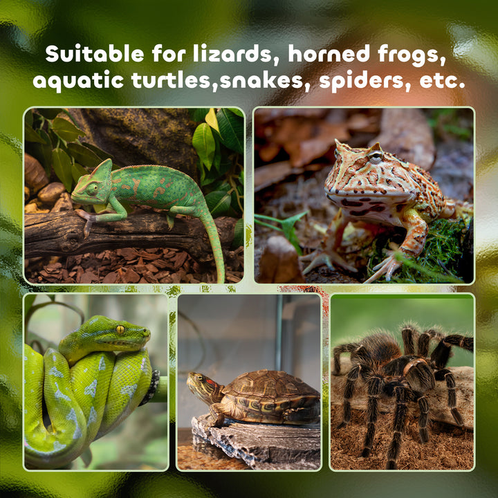 Glass Reptile Terrarium Insect Breeding Tank Vivarium Habitats with Thermometer for Lizards, Horned Frogs, Snakes, Spiders - Medium 50 x 30 x 25cm