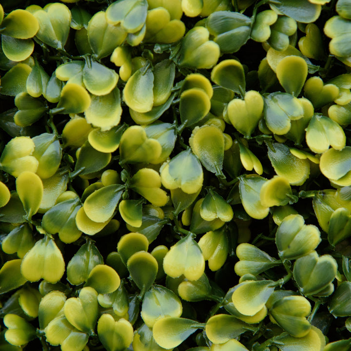 12PCS Artificial Boxwood Wall Panels 50cm x 50cm Grass Privacy Fence Screen Faux Hedge Greenery Backdrop Encrypted Milan Grass for Home Garden Backyard Balcony