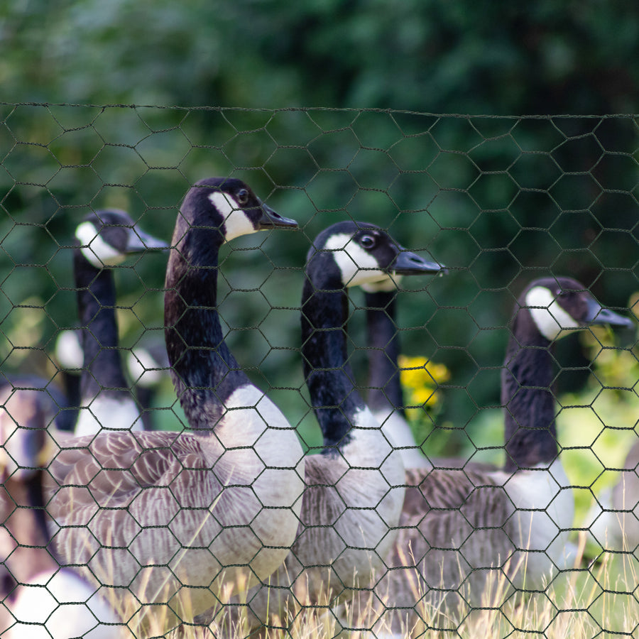 1m x 25m Chicken Wire Mesh, Foldable PVC Coated Welded Garden Fence, Roll Poultry Netting, for Rabbits, Ducks, Geese - Dark Green
