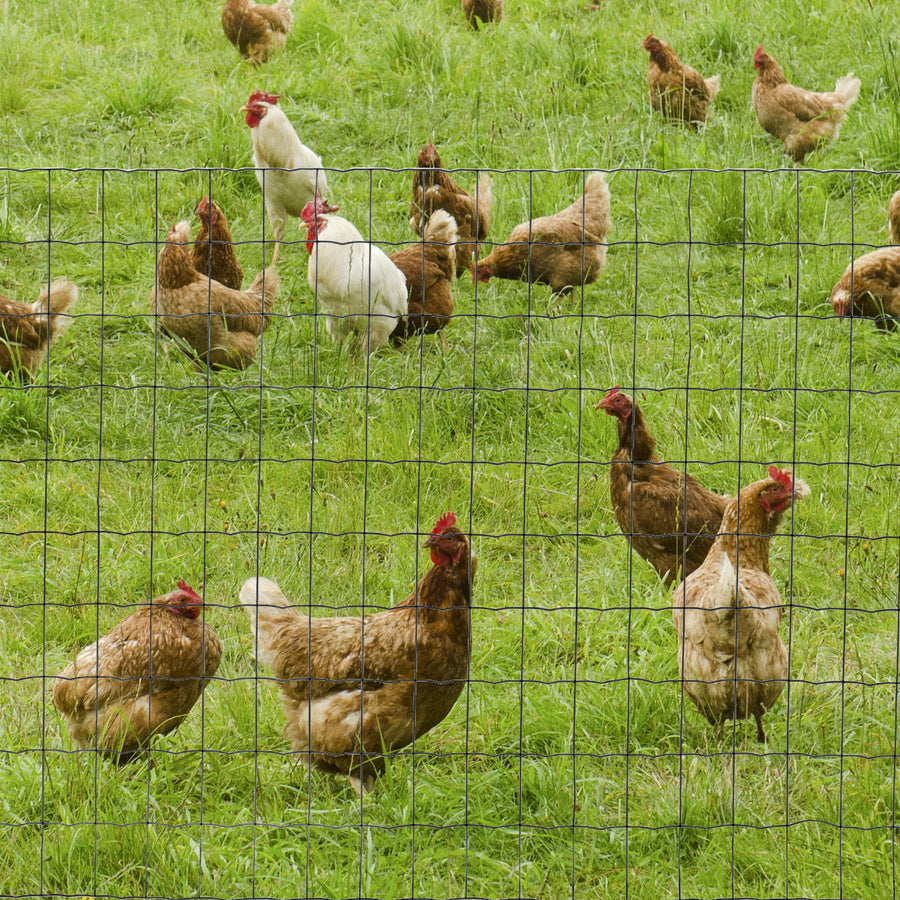 1M x 10M Chicken Wire Mesh Roll Rabbit Poultry Animal Fence PVC Coated Steel Metal Garden Netting Fencing