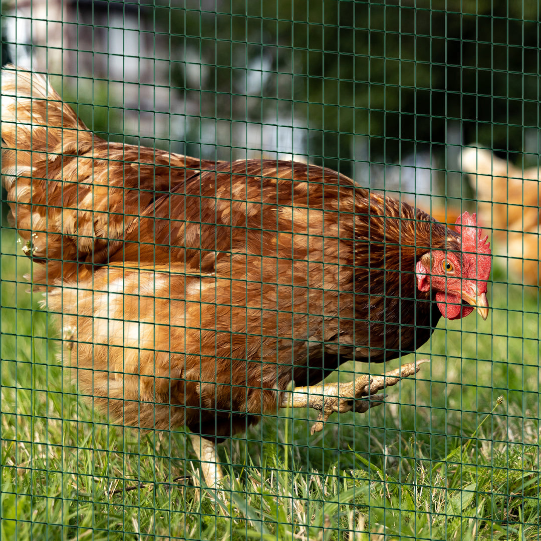 MCL PVC Coated Welded Wire Mesh Fencing Chicken Poultry Aviary Fence Run Hutch Pet Rabbit 30m Dark Green