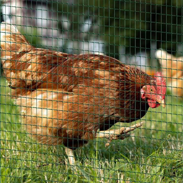 MCL PVC Coated Welded Wire Mesh Fencing Chicken Poultry Aviary Fence Run Hutch Pet Rabbit 30m Dark Green